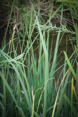 Carex nebrascensis