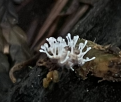 Polycephalomyces tomentosus