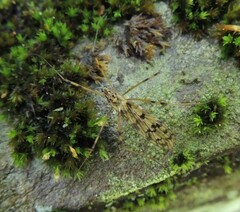 Limonia cinctipes