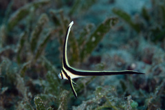 Eques lanceolatus