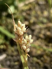 Carex garberi