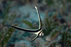 Eques lanceolatus