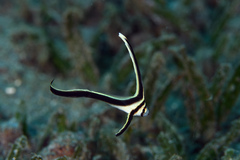 Eques lanceolatus