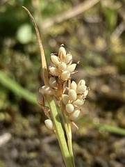 Carex garberi