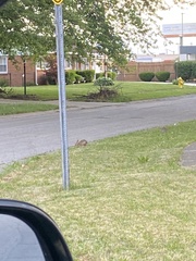 Sylvilagus floridanus