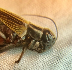 Gryllus fultoni