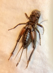 Gryllus fultoni