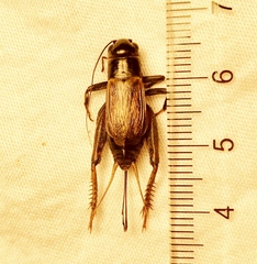 Gryllus fultoni