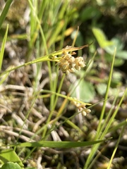 Carex garberi