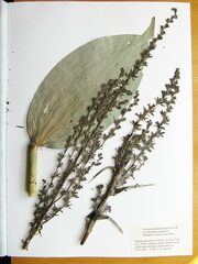 Veratrum dolichopetalum