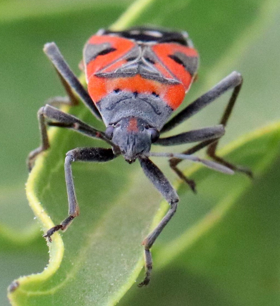 Lygaeus reclivatus reclivatus