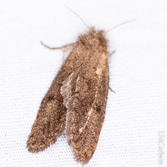 Acrolophus propinqua