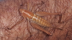 Pediodectes haldemanii