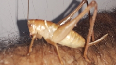 Pediodectes haldemanii