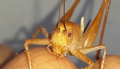 Pediodectes haldemanii