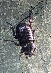 Hemiphileurus