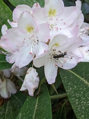 Strangalepta abbreviata