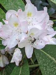 Strangalepta abbreviata