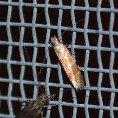 Battaristis vittella