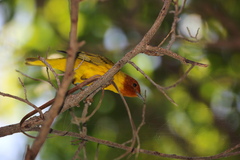 Setophaga petechia bryanti