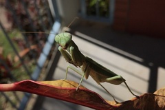 Sphodropoda quinquedens