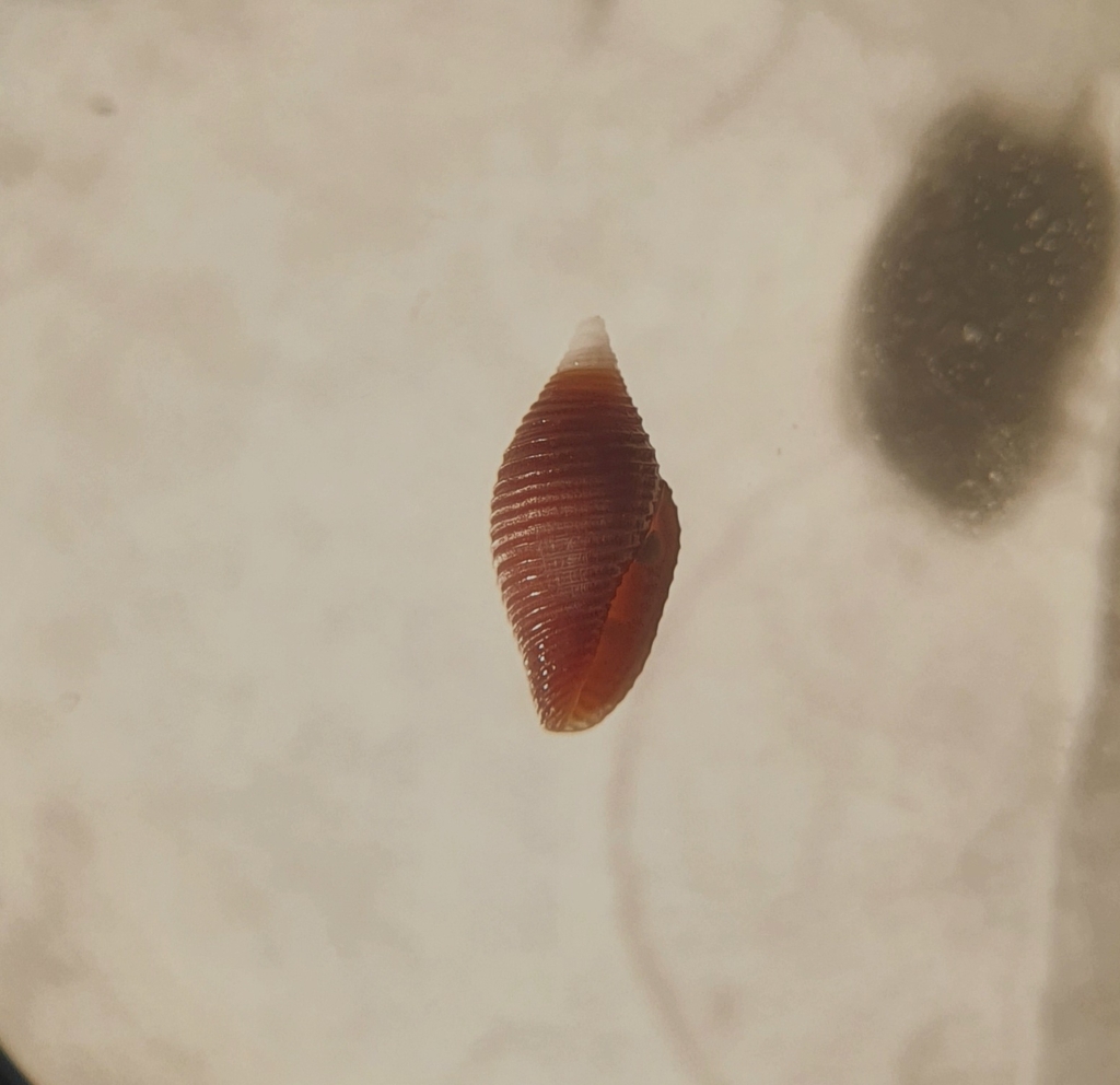 Mitromorpha carpenteri
