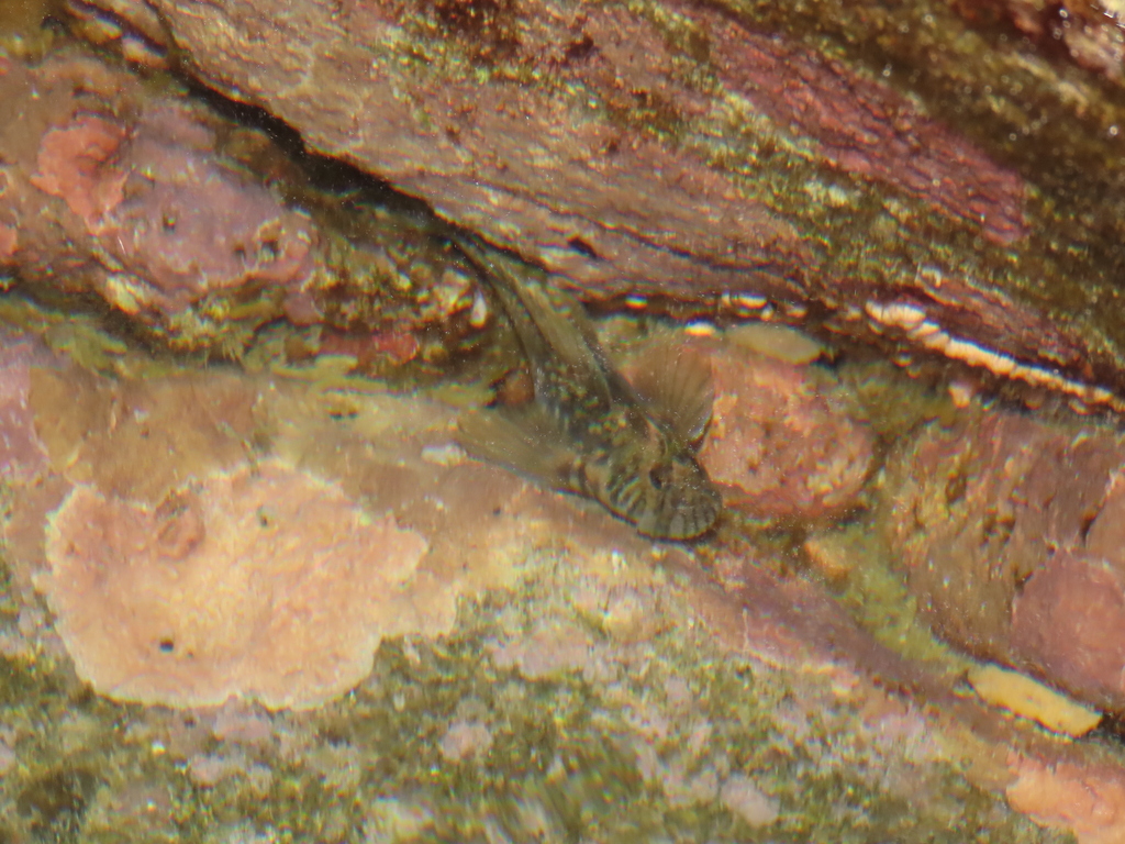 Striated rockskipper