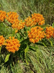Asclepias tuberosa interior