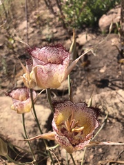 Calochortus fimbriatus