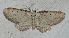 Eupithecia cretaceata