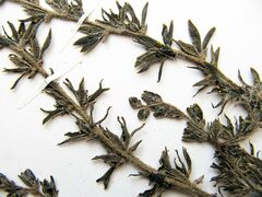 Veratrum dolichopetalum