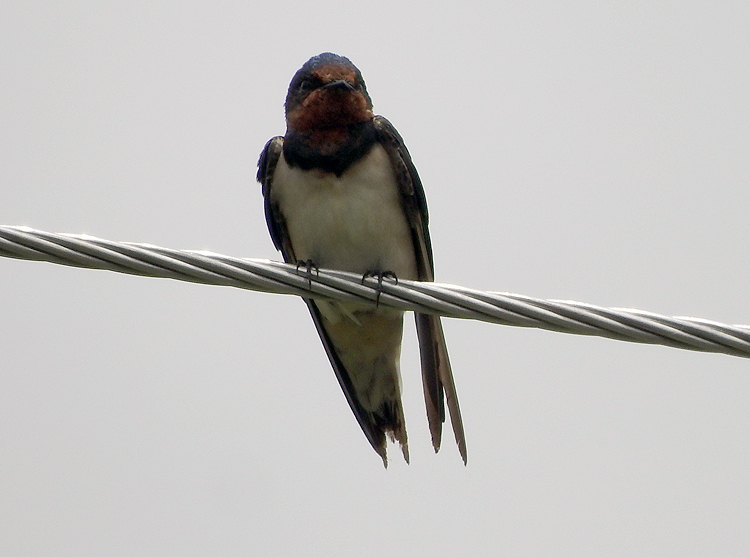 Barn Swallow from Cairns QLD, Australia on January 10, 2020 by Marie ...