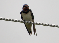 Hirundo rustica