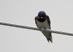 Hirundo rustica