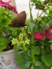 Achlyodes