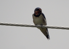 Hirundo rustica