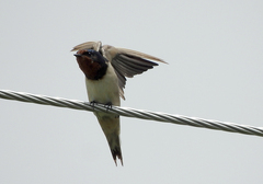 Hirundo rustica