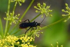 Protichneumon grandis