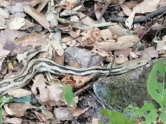 Pituophis lineaticollis