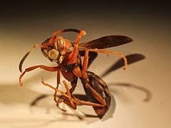 Polistes dorsalis clarionensis