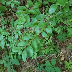 Forestiera ligustrina