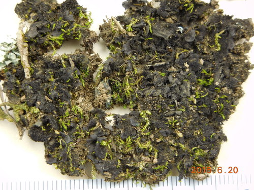 Leptogium subaridum
