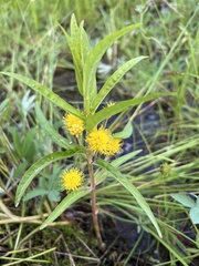 Lysimachia thyrsiflora