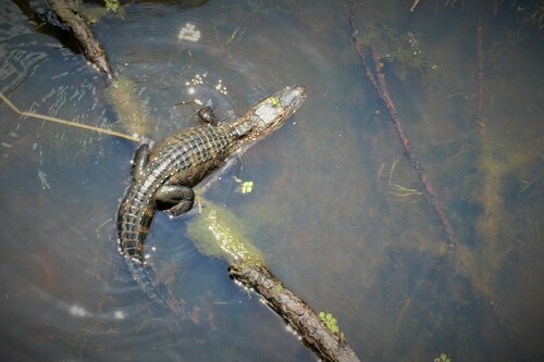 American Alligator photographed in Alabama