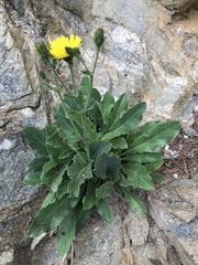 Hieracium amplexicaule