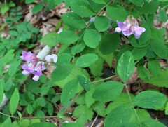 Lathyrus polyphyllus