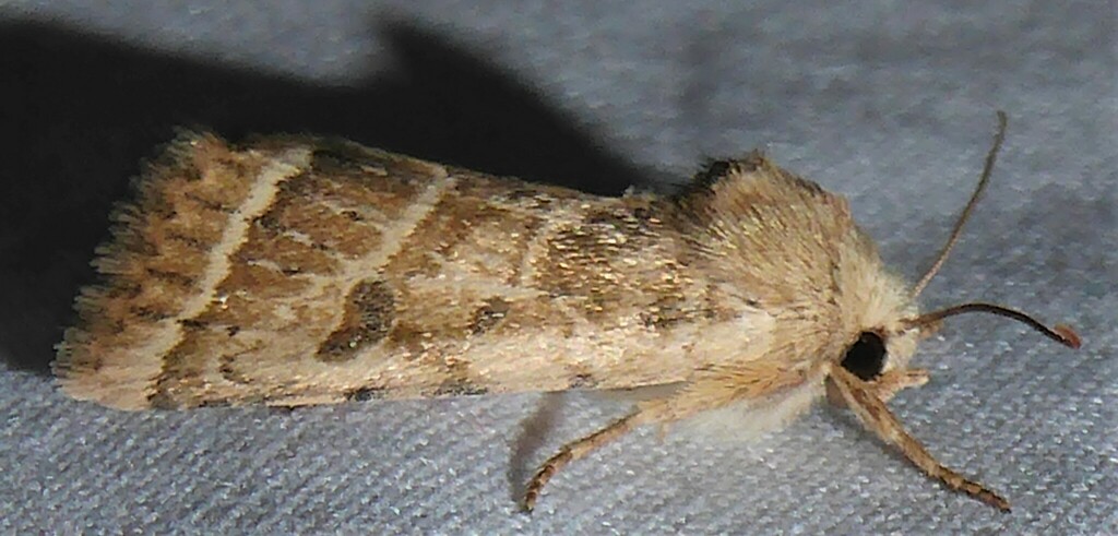 Hypotrix trifascia