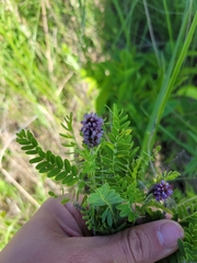 Amorpha nana