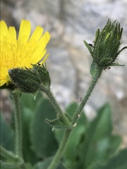 Hieracium amplexicaule