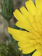 Hieracium amplexicaule
